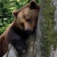 Русский медведь печальный
